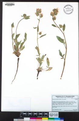 Phacelia hastata subsp. hastata image