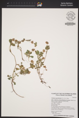 Image of Trifolium gracilentum