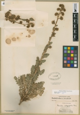 Phacelia anelsonii image