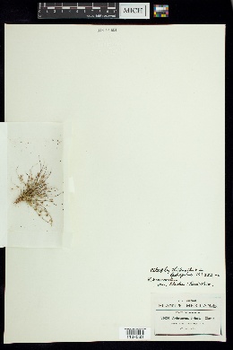 Rhynchospora brevirostris image