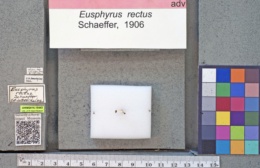 Eusphyrus rectus image
