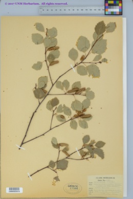 Image of Betula microphylla