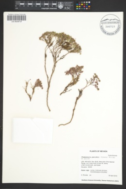 Image of Euphorbia parishii