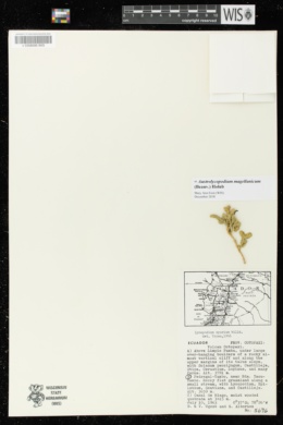 Image of Austrolycopodium magellanicum