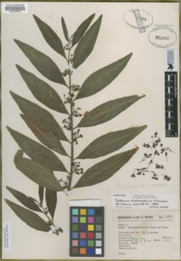 Solanum malacothrix image