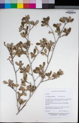 Cercocarpus betuloides image