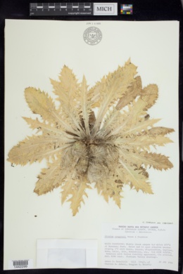 Cirsium scariosum var. congdonii image