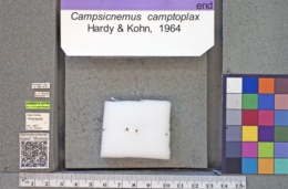 Image of Campsicnemus camptoplax