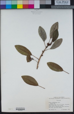 Ficus rubiginosa image
