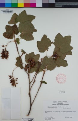 Image of Ribes laxiflorum