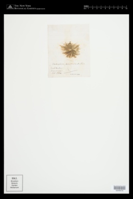 Cladophora pinnata image