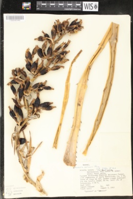 Image of Bromelia palmeri