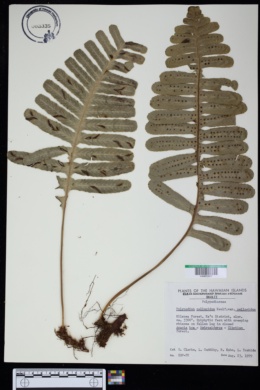 Polypodium pellucidum var. pellucidum image