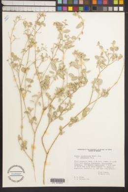 Croton californicus var. californicus image