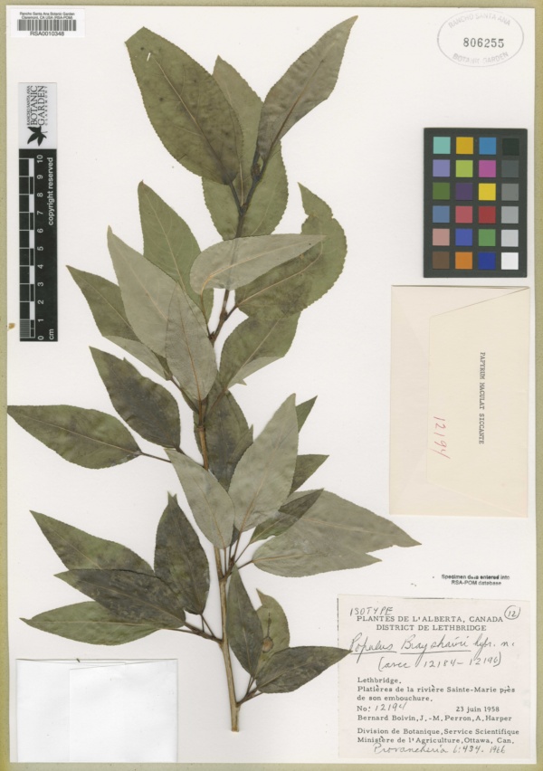 Populus × brayshawii image