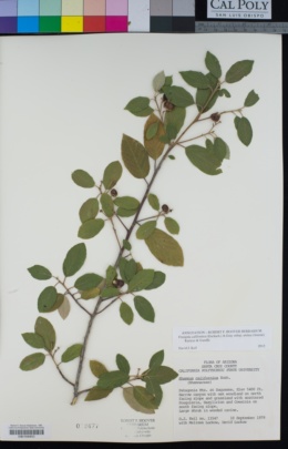 Frangula californica subsp. ursina image