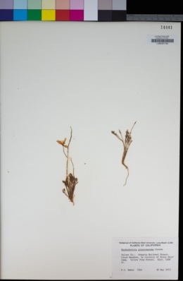Eschscholzia glyptosperma image