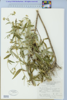 Piqueria triflora image