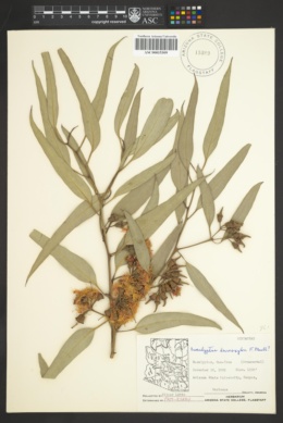 Eucalyptus leucoxylon image