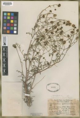 Chaenactis glabriuscula var. orcuttiana image