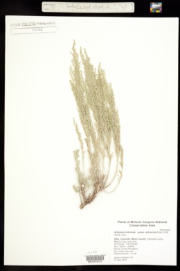 Artemisia tridentata subsp. arbuscula image