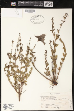 Cuphea flavisetula image
