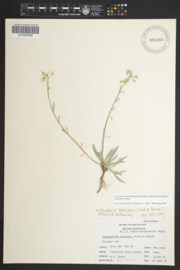 Physaria rectipes subsp. rectipes image
