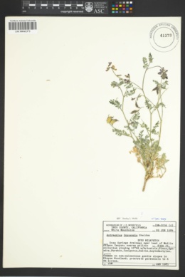 Image of Astragalus inyoensis