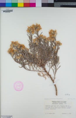 Ericameria bloomeri image