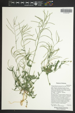 Thelypodiopsis purpusii image
