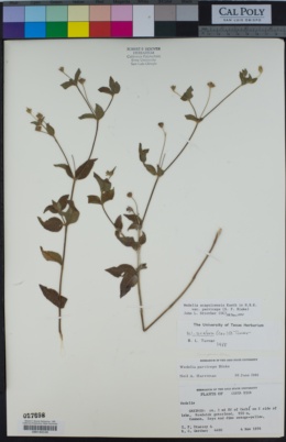 Wedelia acapulcensis var. parviceps image