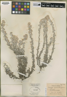 Laennecia sophiifolia image