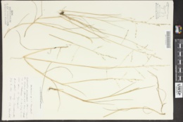 Puccinellia paupercula var. alaskana image