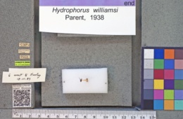 Image of Hydrophorus williamsi