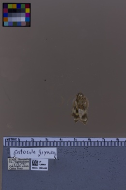 Catocala grynea image