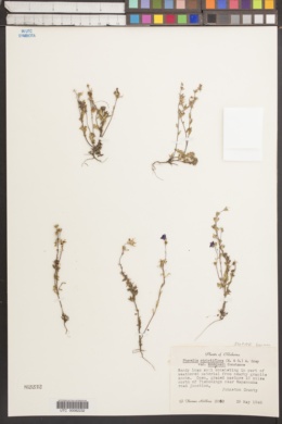 Phacelia strictiflora var. robbinsii image