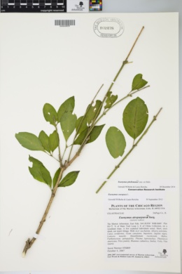 Euonymus phellomanus image