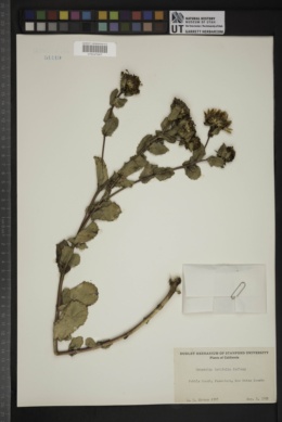 Grindelia latifolia image