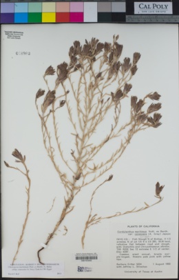 Chloropyron maritimum var. canescens image