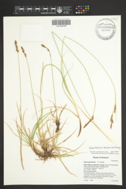 Carex utahensis image