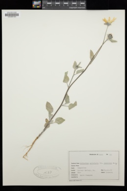 Helianthus petiolaris var. canescens image