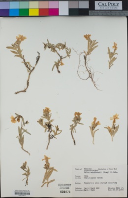 Phlox speciosa subsp. woodhousei image