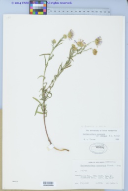 Dieteria canescens var. ambigua image