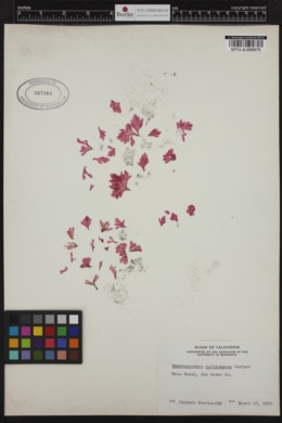 Membranoptera platyphylla image