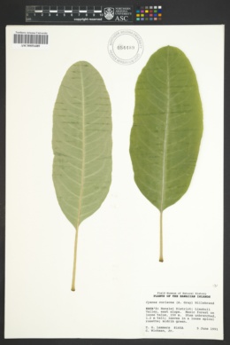 Image of Cyanea coriacea