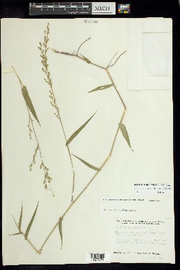 Acroceras zizanioides image