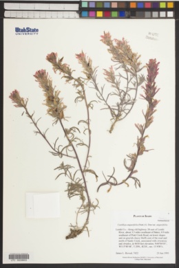 Castilleja angustifolia var. bradburii image