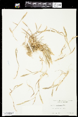 Agrostis densiflora image