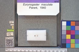 Image of Eurynogaster maculata