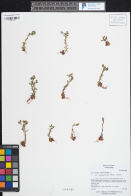 Saxifraga adscendens var. oregonensis image